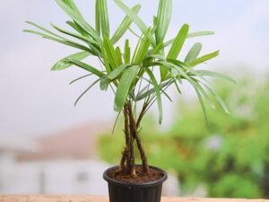 Raphis Palm, Lady Palm - Plant