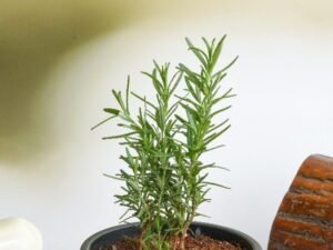Rosemary - Plant
