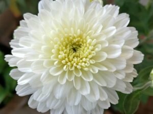 White Shevanti, Chrysanthemum (White) - Plant
