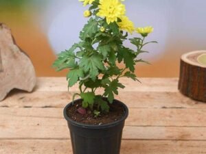 Shevanti, Chrysanthemum (Any Color) - Plant