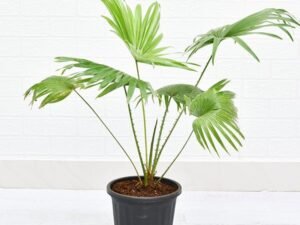 Table palm, Umbrella Palm - Plant