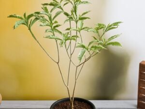 Tagar Variegated - Plant