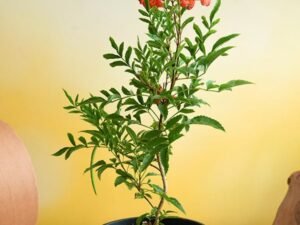 Red Tecoma (Shurb, Red) - Plant