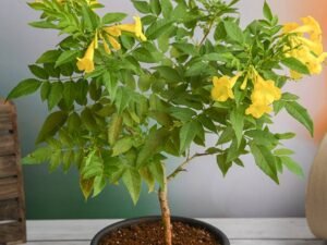 Tecoma Gaudichaudi Yellow (Yellow) - Plant