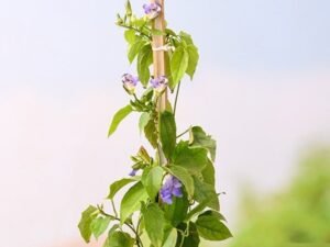 Thunbergia Laurifolia - Plant