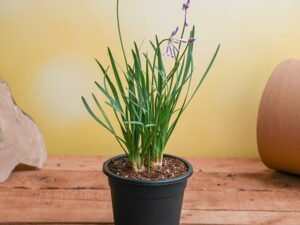 Tulbaghia Fragrans, Sweet Garlic - Plant