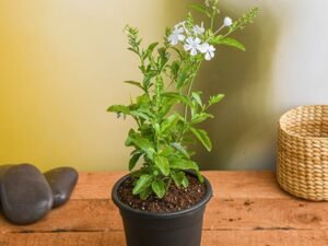 Plumbago White - Plant