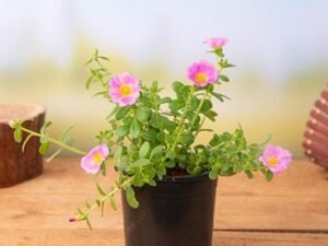Portulaca, 10 O Clock (Pink) - Plant