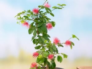 Powder Puff Plant, Calliandra - Plant