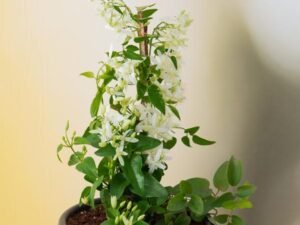 Ranjai Plant, Clematis heynei - Plant