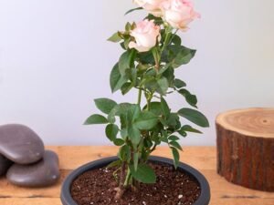 Rose (Peach) - Plant