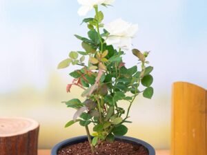 White Rose - Plant