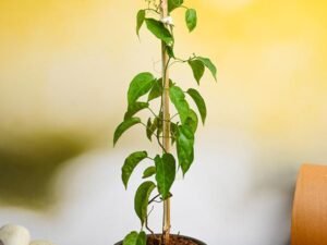 Sankrant Vel, Flame Vine - Plant