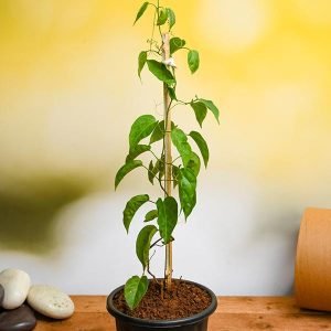 Sankrant Vel, Flame Vine - Plant