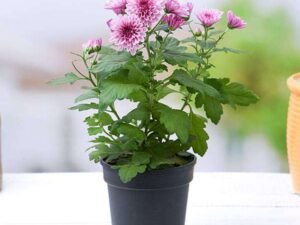 Wine Shevanti, Chrysanthemum (Wine Color) - Plant