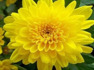 Yellow Shevanti, Chrysanthemum (Yellow) - Plant