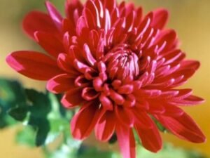 Shevanti, Red Chrysanthemum - Plant