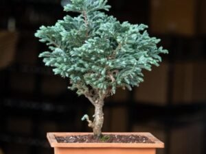Silver cypress Bonsai - Plant