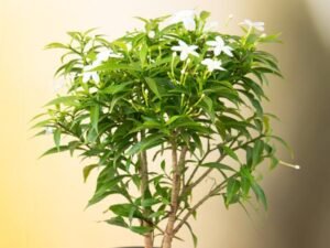 Tagar Mini - Plant