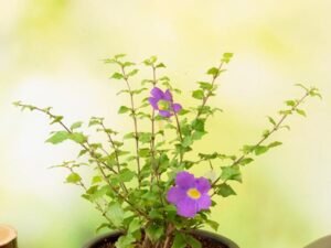 Thunbergia Erecta Nana, Meyenia Erecta Nana, Bush Clock Vine (Blue) - Plant