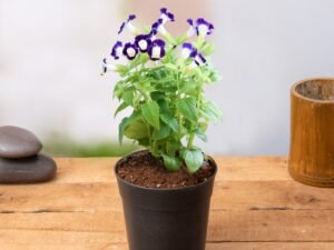 Violet Torenia (Violet) - Plant