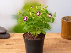 Torenia (Any Color) - Plant