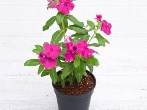 Vinca, Catharanthus roseus Pink - Plant