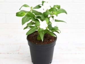 Vinca, Catharanthus roseus White - Plant