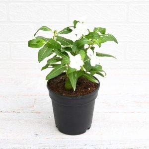 Vinca, Catharanthus roseus (White) - Plant