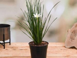 Zephyranthes Candida (White) - Plant