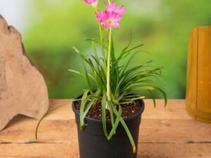 Zephyranthes Grandiflora, Pink Rain Lily - Plant