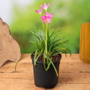 Zephyranthes Grandiflora, Pink Rain Lily - Plant