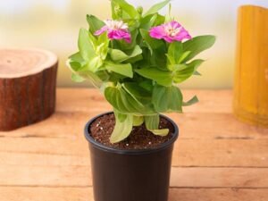 Zinnia (Any Color) - Plant
