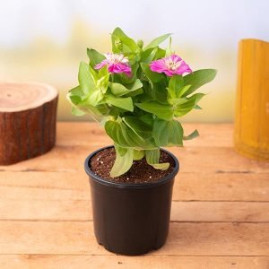 Zinnia (Any Color) - Plant