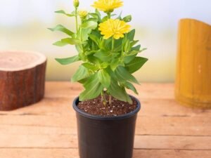 Yellow Zinnia - Plant