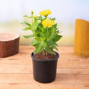 Zinnia (Yellow) - Plant