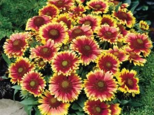Blanketflower, Gaillardia - Plant