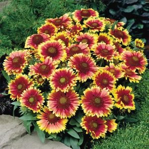 Blanketflower, Gaillardia - Plant