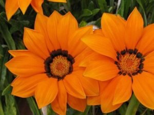 Gazania (Orange) - Plant