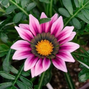 Gazania (Pink-White) - Plant