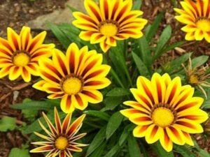 Gazania (Yellow-Orange) - Plant