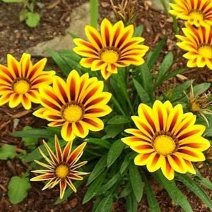 Gazania (Yellow-Orange) - Plant