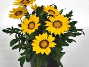 Yellow Gazania - Plant
