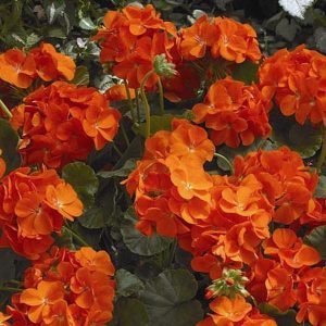 Geranium Ivy, Geranium Creeper (Orange) - Plant