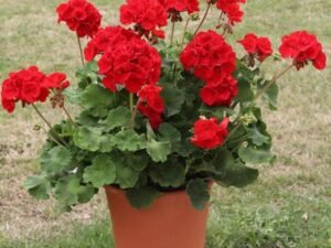 Geranium Red, Ivy, Geranium Creeper (Red) - Plant