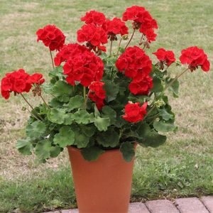 Geranium Ivy, Geranium Creeper (Red) - Plant
