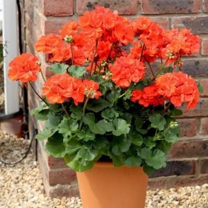 Geranium (Orange) - Plant