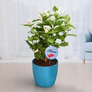 Fragrant Mogra Plant for Compassionate Mom