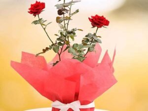 Royal Red Rose - Gift Plant
