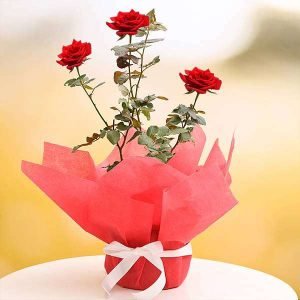 Royal Red Rose - Gift Plant